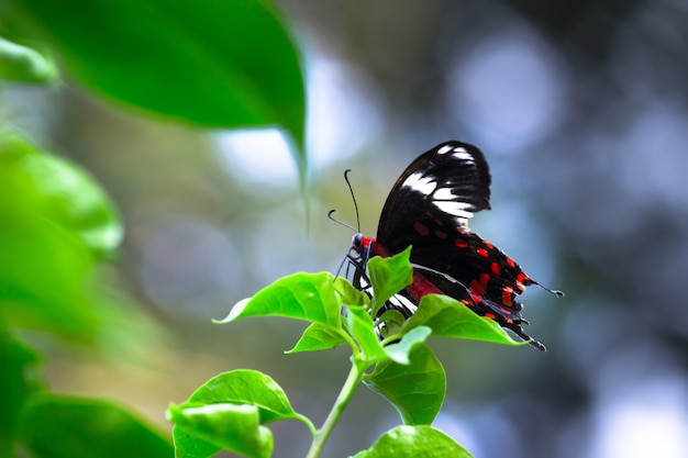 Papilio polytes ook bekend als de gewone mormoon rustend op de bloemplant