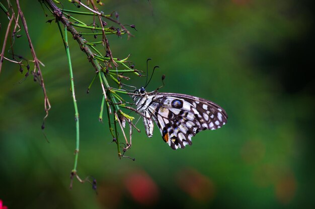 Papilio-vlinder of The Common Lime Butterfly rustend op de bloemplanten