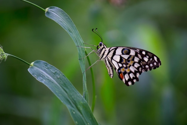 Papilio vlinder of The Common Lime Butterfly rustend op de bloemplanten