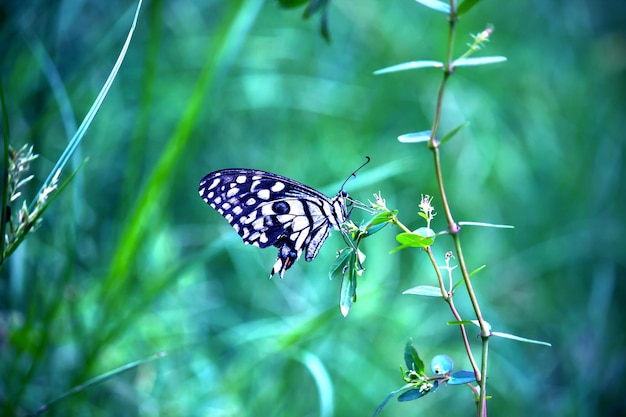 Papiliovlinder of gewone limoenvlinder zittend op de bloemplanten in zijn natuurlijke omgeving