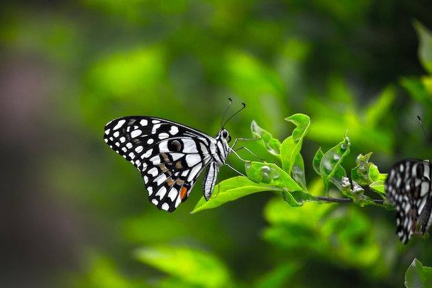 Papiliovlinder of gewone limoenvlinder zittend op de bloemplanten in zijn natuurlijke omgeving