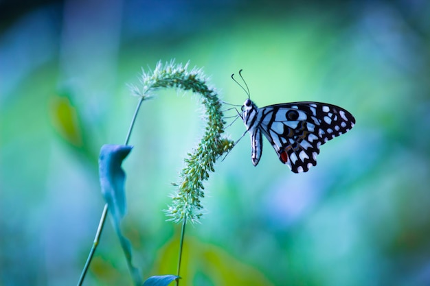 Papiliovlinder of gewone limoenvlinder zittend op de bloemplanten in zijn natuurlijke omgeving