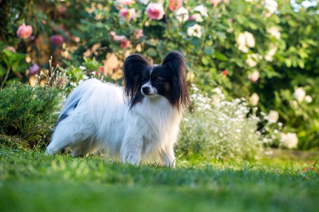 Papillion puppy in tuin achtergrond