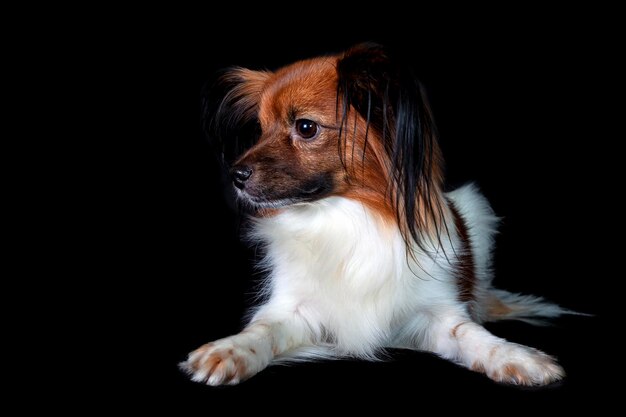 Papillon, also called the continental toy spaniel, . Close-up. On a black background..