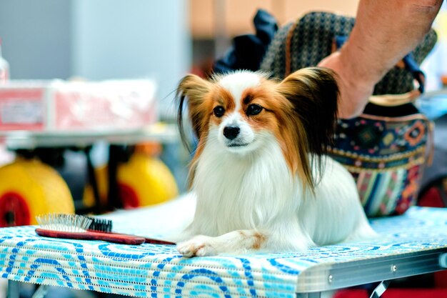 Photo papillon also called the continental toy spaniel at the dog show on the grooming table