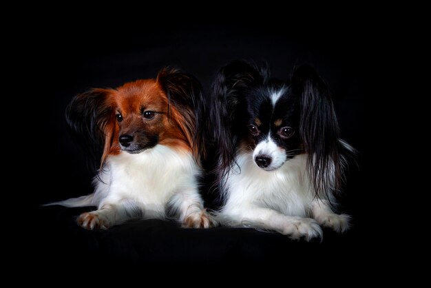 Papillon also known as the continental toy spaniel Isolated on a black background