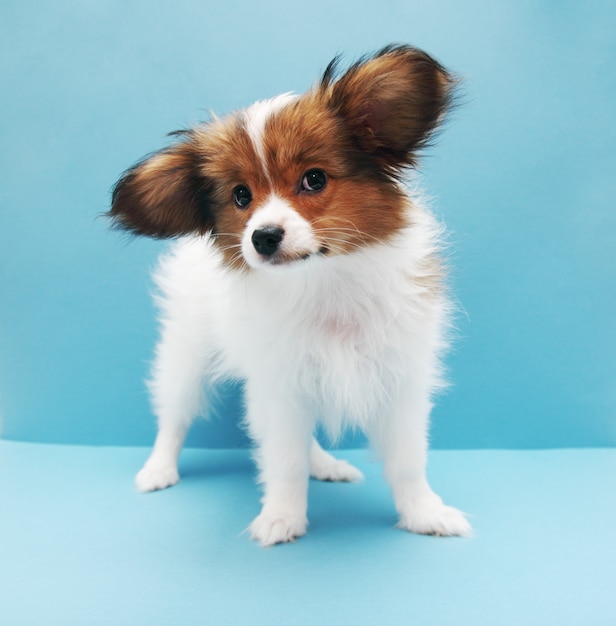 Papillon on a blue background