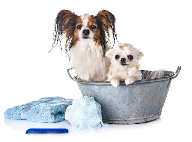 papillon, chihuahua and bath