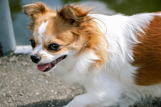 Papillon or Continental toy spaniel Canis familiaris