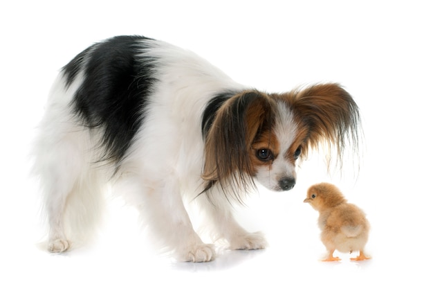 papillon dog ancd chicks