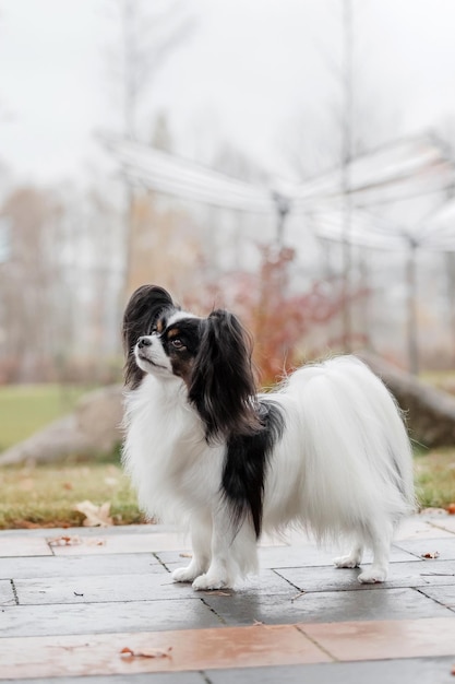 Papillon dog. butterfly dog. continental toy spaniel dog\
outdoors in fall. autumn season.