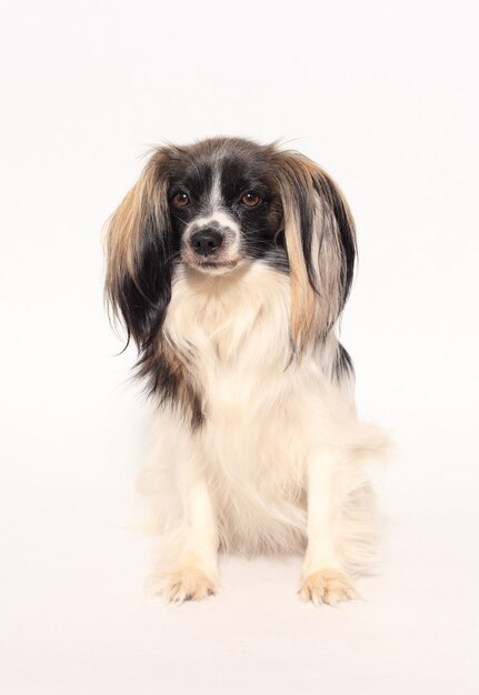 Papillon dog Close-up portrait on a white