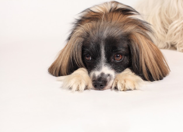 Ritratto del primo piano del cane di papillon su un bianco