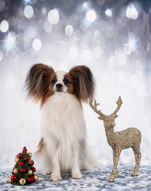 Papillon dog in front of christmas background