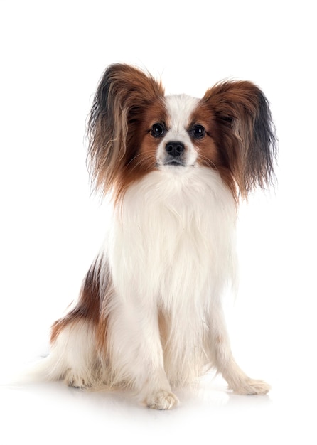 Papillon dog in front of white background