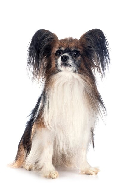 Papillon dog in front of white background