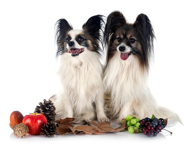 Papillon dog in front of white background
