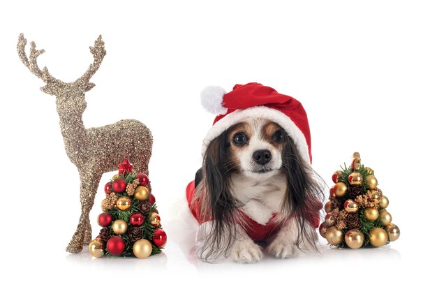 Papillon dog in front of white background