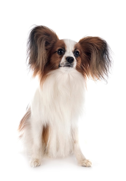 Papillon dog isolated on white