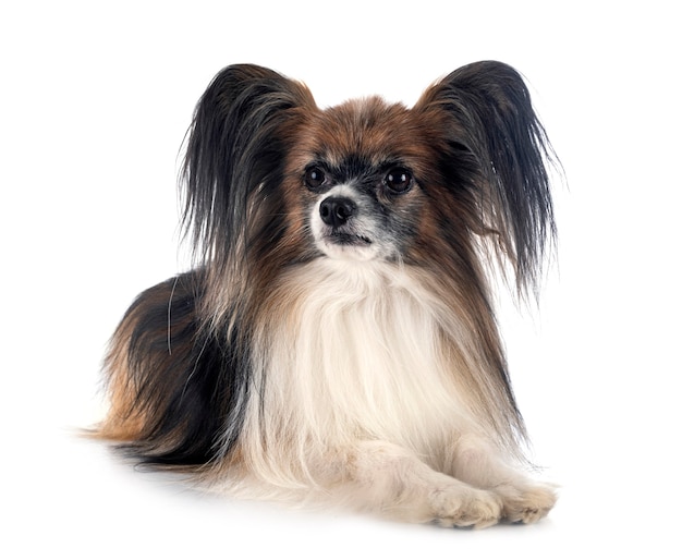 Papillon dog isolated on white