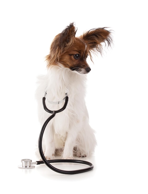 Papillon dog in studio with stethoscope