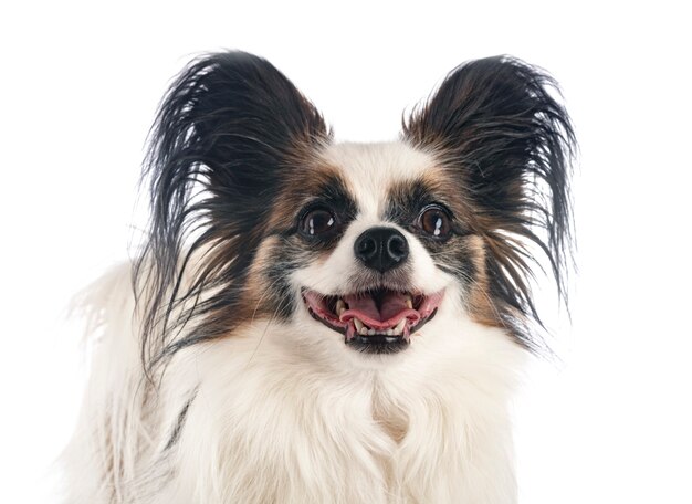 Papillon dog in studio