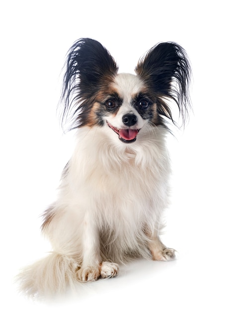 Papillon dog in studio