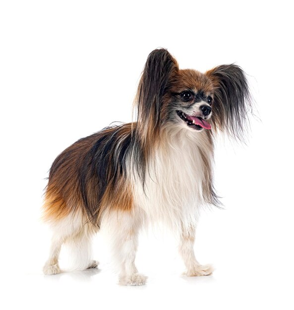 Papillon dog in studio