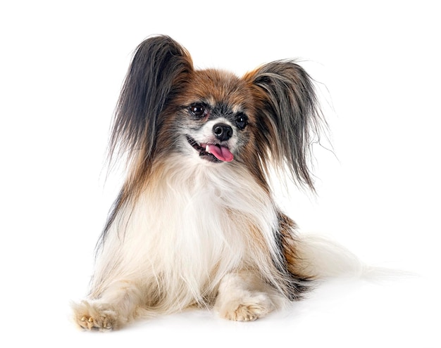 Papillon dog in studio