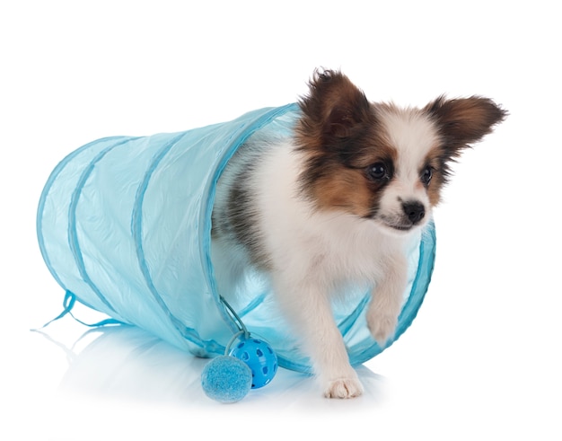 papillon dog with toy on white background