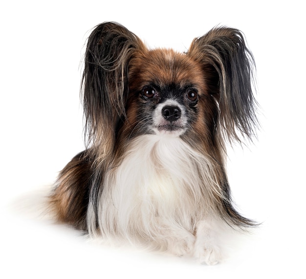 Papillon dog 