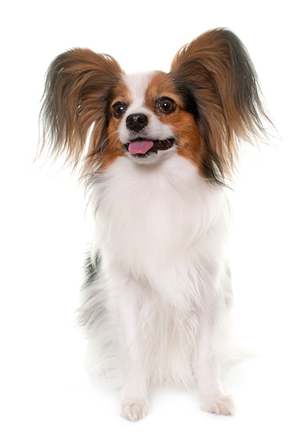 papillon dog 