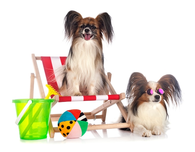 Papillon dogs in front of white background