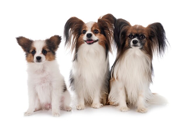 Papillon dogs isolated on white background