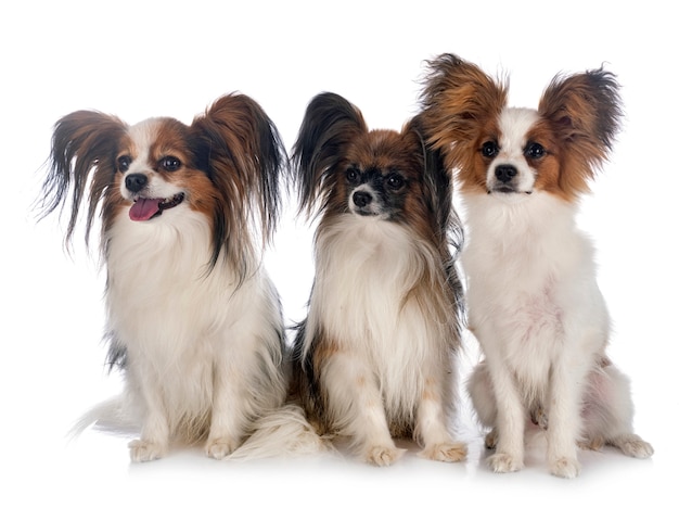 Papillon dogs in studio