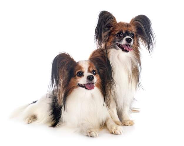 Papillon dogs in studio