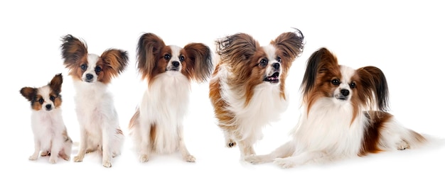 Papillon dogs in studio