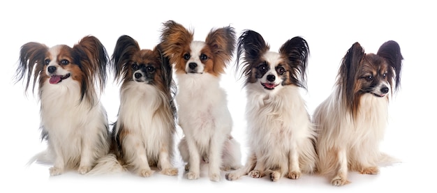 Papillon dogs on white isolated