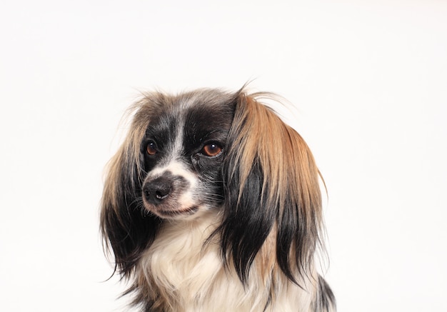 Papillon-hond Close-upportret op een wit