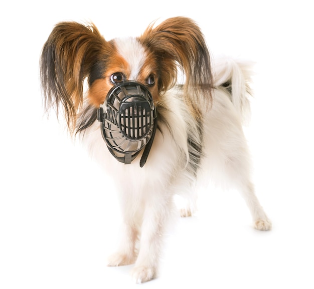papillon hond en snuit