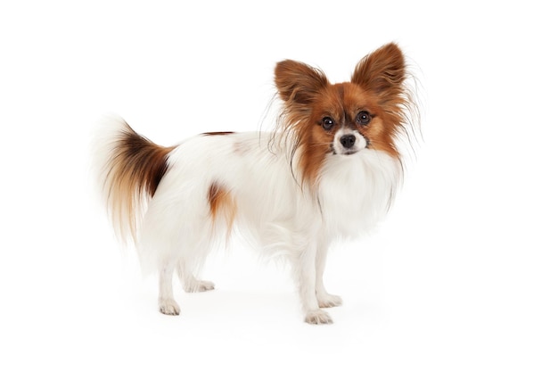 Papillon Hond Staande
