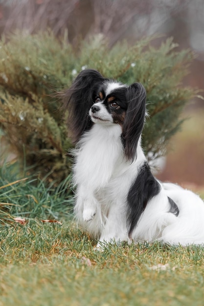 Papillon hond. Vlinder hond. Continentale speelgoedspaniëlhond buiten in de herfst. Herfstseizoen.