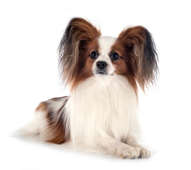 Papillon hond