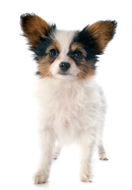 Papillon puppy