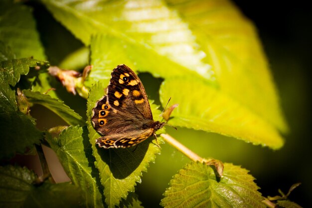 Papillong tircis