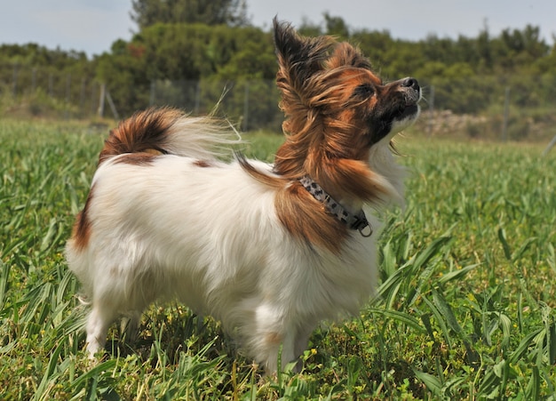 Papillonhond die zich in het gras bevinden