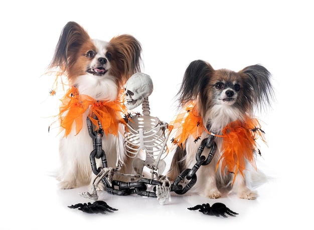 Papillonhonden en halloween