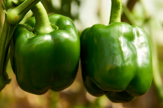 Paprika groeien in kas. Paprikaplant in de tuin. Broeikasgassen met paprika groente, close-up
