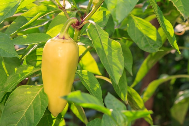 Paprika groeit op struik in de tuin.