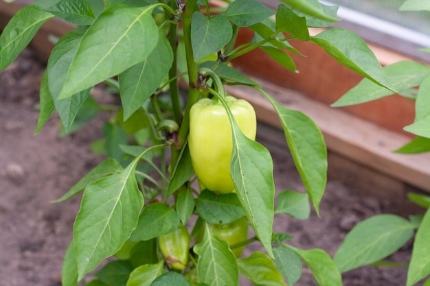 Paprika op een tak in de kas